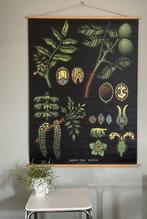 Rolschoolplaat 'Juglans regia' 'Walnut', IKEA 1999, Ophalen