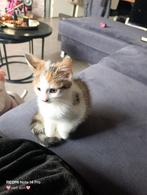 Liefste torti kitten, Dieren en Toebehoren, Katten en Kittens | Raskatten | Langhaar, Meerdere dieren, Gechipt