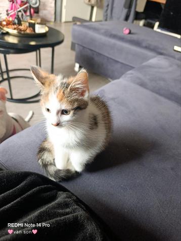 Liefste torti kitten  beschikbaar voor biedingen