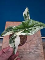 Alocasia Simpo Albo Variegata p12, Ophalen of Verzenden, Halfschaduw, Minder dan 100 cm