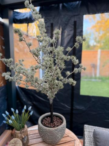 Larix boompje beschikbaar voor biedingen