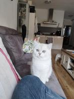 Britsekorthaar kater voor dekken