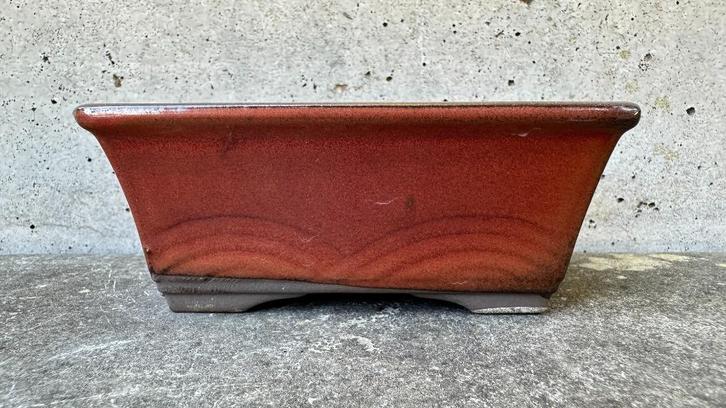 Japan bonsai schaal pot 10x7x4cm (5*), Tuin en Terras, Planten | Bomen, Overige soorten, Minder dan 100 cm, Volle zon, Zomer, Ophalen of Verzenden