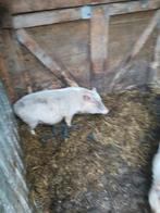 Mini varkens, Dieren en Toebehoren, Vrouwelijk, Varken