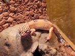Luipaardgekko (M), Dieren en Toebehoren, Reptielen en Amfibieën, Hagedis, Met terrarium, 3 tot 6 jaar
