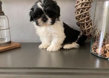 Prachtige Boomer pup beschikbaar voor biedingen