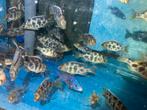 Malawi Nimbochromis venustus F1, Dieren en Toebehoren, Vissen | Aquariumvissen