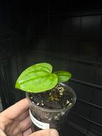 Anthurium Ace of Spades Dark Form x Papi Incurved Lobes, Ophalen of Verzenden, Halfschaduw, Minder dan 100 cm