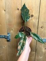 Philodendron caramel marble plant variegata pink roze, Huis en Inrichting, Kamerplanten, Ophalen of Verzenden, Halfschaduw, Minder dan 100 cm