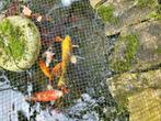Tekoop Koi Karpers, Dieren en Toebehoren, Karper of Koi