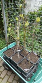 Tuin = Fruitboom = Vijg - Ficus Carica - Vijgenboom - 60cm, Ophalen, Minder dan 100 cm, In pot, Vijgenboom