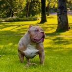 American Bully Pocket open for stud (dekreu), Dieren en Toebehoren, Honden | Dekreuen, Rabiës (hondsdolheid), Reu, Eén hond, 3 tot 5 jaar