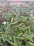 persicaria microcephala 'purple fantasy' duizendknoop, Ophalen of Verzenden, Zomer, Overige soorten, Volle zon
