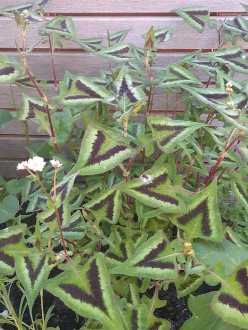 persicaria microcephala 'purple fantasy' duizendknoop, Tuin en Terras, Planten | Tuinplanten, Overige soorten, Volle zon, Zomer