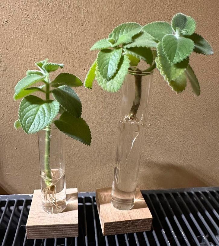 Plectranthus Amboinicus stekjes - Vijf in een kruid, Tuin en Terras, Planten | Tuinplanten, Vaste plant, Overige soorten, Halfschaduw