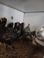 6 kippen, Dieren en Toebehoren, Pluimvee, Vrouwelijk, Kip