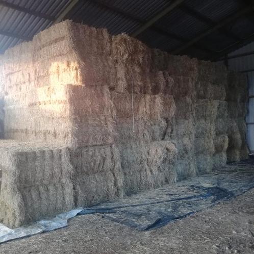 Grote pakken paardenhooi te koop, Dieren en Toebehoren, Dierenvoeding, Vee, Ophalen