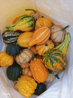 Biologische Pompoenen uit Eigen Tuin, Tuin en Terras, Ophalen of Verzenden, Bloeit niet, Eenjarig, Groenteplanten