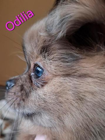 Shih tzu x pomeriaan pup teefje MAG NEST VERLATEN  beschikbaar voor biedingen