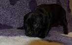 Engelse Stafford-pups-Staffordshire Bull Terrier, Dieren en Toebehoren, Overige rassen, 8 tot 15 weken, Meerdere, Meerdere dieren
