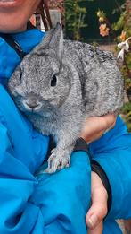 Chinchilla Kleur Dwergkonijnen Ram, Dieren en Toebehoren, Mannelijk, Dwerg, 0 tot 2 jaar