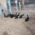 Muskus eenden, Dieren en Toebehoren, Pluimvee, Meerdere dieren, Eend