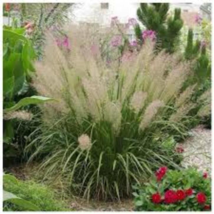 grassen in pot, Tuin en Terras, Planten | Tuinplanten, Vaste plant, Siergrassen, Halfschaduw, Ophalen of Verzenden