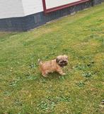Boomers ( Shih-Tzu/Maltezer), Nederland, Overige rassen, CDV (hondenziekte), 8 tot 15 weken