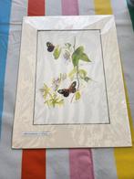 Tekening planten en bloemen heliconius burneyi, Ophalen of Verzenden