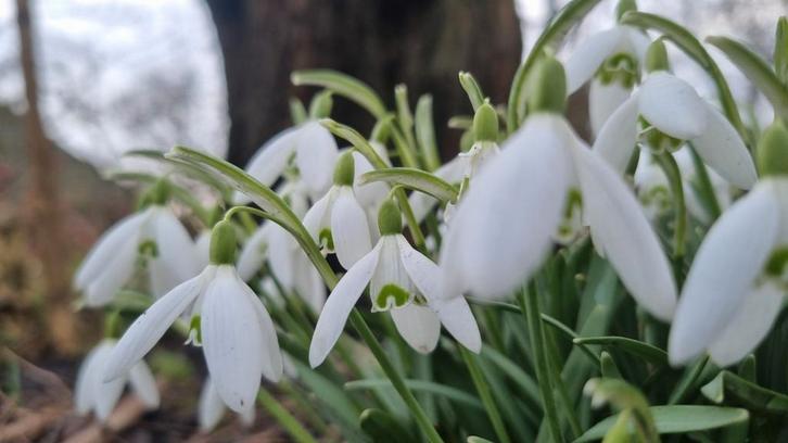 Sneeuwklokken, Tuin en Terras, Bloembollen en Zaden, Ophalen of Verzenden