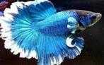 Betta butterfly Halfmoon - Koidream Valburg