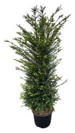 Taxus baccata 125/150, Bloeit niet, Halfschaduw, 100 tot 250 cm, Overige soorten