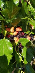 Morus Mojo Berry / Japanse dwerg moerbei ‼️ / eetbaar fruit, Lente, 250 tot 400 cm, Ophalen, Volle zon