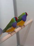 3-2 Gouldamadines, Dieren en Toebehoren, Vogels | Overige Vogels, Meerdere dieren, Tropenvogel, Geringd