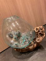 Glazen vaas op boomstronk / vissenkom / ecosysteem, Ophalen