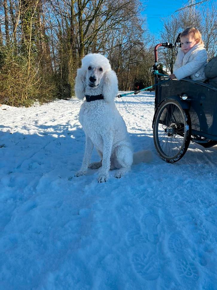 Dekreu koningspoedel grote poedel stamboom, Dieren en Toebehoren, Honden | Dekreuen, Reu, Particulier, Eén hond, Nederland, 3 tot 5 jaar