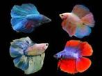 Betta - Halfmoon Double Tail man - Koidream Valburg