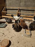 Wyandotte kriel 5 stuks, Dieren en Toebehoren, Vrouwelijk, Kip