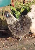 Zijdehoen haan, Mannelijk, Kip