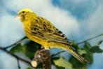LIZARD KANARIE MAN GEEL, Dieren en Toebehoren, Vogels | Kanaries, Mannelijk, Kleurkanarie