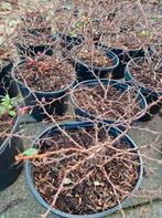 55 Berberis planten in pot. Zuurbes, Tuin en Terras, Volle zon, Vaste plant, Lente, Ophalen