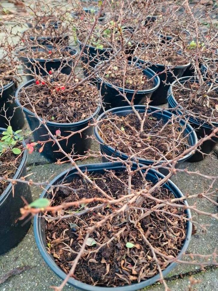 55 Berberis planten in pot. Zuurbes, Tuin en Terras, Planten | Tuinplanten, Vaste plant, Overige soorten, Volle zon, Lente, Ophalen
