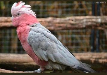 Liefhebber zoekt vogels om een nieuw thuis te beschikbaar voor biedingen