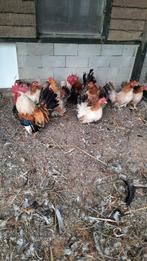 Kippen, Dieren en Toebehoren, Pluimvee, Meerdere dieren, Kip