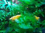 Prachtige yellow neon backline neocaridina gele garnalen, Dieren en Toebehoren, Vissen | Aquariumvissen, Kreeft, Krab of Garnaal