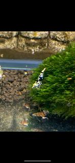 Black fancy tiger SSS orginele VIN line! Garnalen! Garnaal, Dieren en Toebehoren, Vissen | Aquariumvissen, Kreeft, Krab of Garnaal