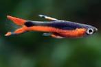 Santa Maria per paar - Endler Gup - Guppy - Koidream Valburg, Dieren en Toebehoren, Vissen | Aquariumvissen, Vis