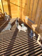 Takla duiven, Dieren en Toebehoren, Vogels | Duiven