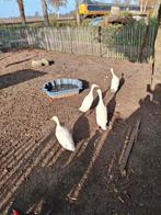 Indische loopeend eieren, Ophalen, Nieuw, Overige typen