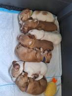 Prachtige Engelse Cocker Spaniel pups, Dieren en Toebehoren, 8 tot 15 weken, Meerdere, Meerdere dieren, Spaniël
